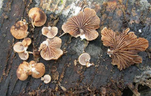 Melanotus horizontalis   (Bull.)    P.D. Orton